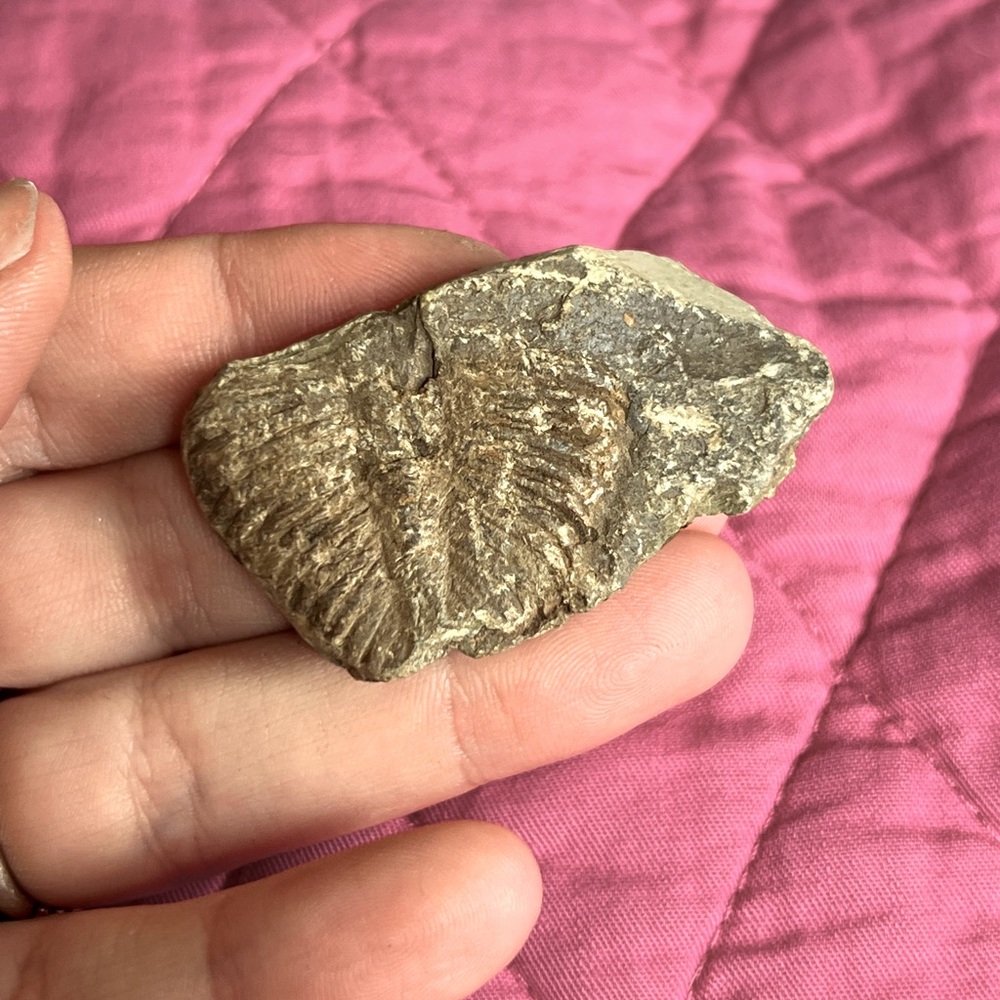 Real Marine life fossil